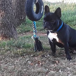 French Bulldog Puppies from Teri's French Bulldogs of West Texas