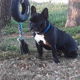 French Bulldog Puppies from Teri's French Bulldogs of West Texas
