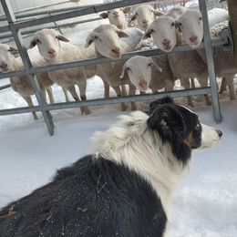 Border Collies and Old Time Scotch Collies from Pam Schreiber