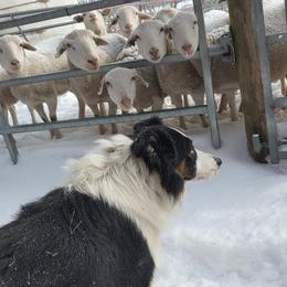 Border Collies and Old Time Scotch Collies from Pam Schreiber