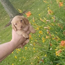 Oakley - Cream male Dachshund puppy in Round Lake Beach, Illinois from Doxie Dynasty