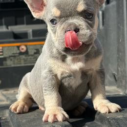Little boy - Blue male French Bulldog puppy in Brooksville, Florida from Post Farm Rottweilers & French Bulldogs
