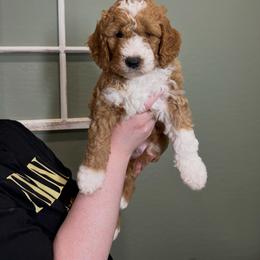 Jingle - Red male Bernedoodle puppy in Wittmann, Arizona from Hidden Hollow Doodles