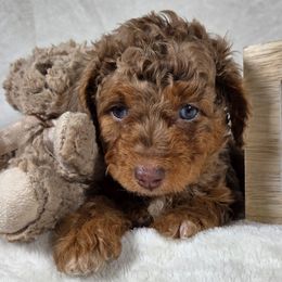 Charlie - Red merle male Aussiedoodle puppy in Haleyville, Alabama from The Cuddly Dood Ranch