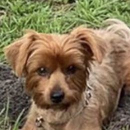 Lili - Yorkshire Terrier