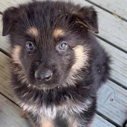 Boy 1    2,500 dollars - Black and tan male German Shepherd puppy in Hollis Center, Maine from Noble German Shepherds of Maine