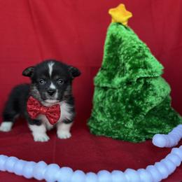 Albert - Black and tan male American Corgi puppy in Washington, Arkansas from Foxy Knoll Farm