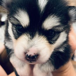 'Billie' Eileash - Black and white female Pomsky puppy in Fredericksburg, Texas from Southern Poms of Texas