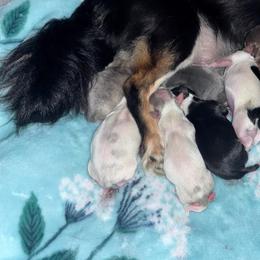 Chihuahua Puppies from Cloud9 Chihuahuas