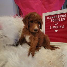 Poodle Puppies from Dannebrog Poodles
