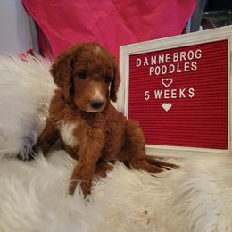 Poodle Puppies from Dannebrog Poodles