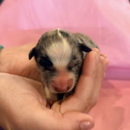 Saber - Blue merle female Border Collie puppy in North Lakeport, California from Wild Rose Ranch