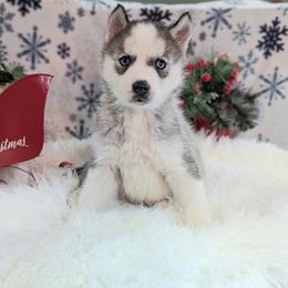 Coco - Black and white male Siberian Husky puppy in Hebron, Kentucky from Glacier Run Huskies