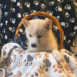 Roumie - White female Pomsky puppy in Blackfoot, Idaho from Snake River Pomskys