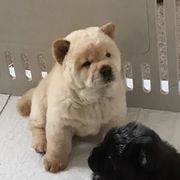 Faith - Chow Chow puppy in Marengo, Iowa from Imagine Chows