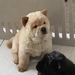 Faith - Chow Chow puppy in Marengo, Iowa from Imagine Chows