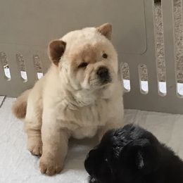 Faith - Chow Chow puppy in Marengo, Iowa from Imagine Chows