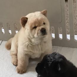 Faith - Chow Chow puppy in Marengo, Iowa from Imagine Chows