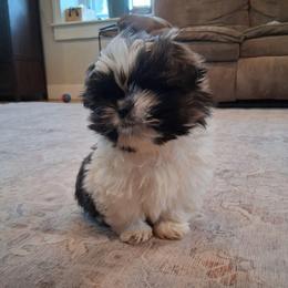 Rex - Brindle and white male Shih Tzu puppy in Lebanon, Pennsylvania from Stoney Acre Farms