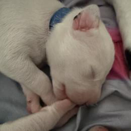 Navy - White and black male Dalmatian puppy in Hastings, Florida from Love My Spotty Dalmatians