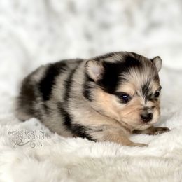 Pomeranian and Pomsky Puppies from Designer Pomeranians
