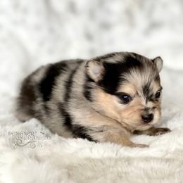 Pomeranian and Pomsky Puppies from Designer Pomeranians