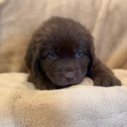 Daisy - Brown female Newfoundland puppy in Brandenburg, Kentucky from Amanda's Newfoundlands