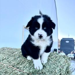 Cookie - Black tri female Miniature American Shepherd puppy in Bayard, Nebraska from Puppies by Alies