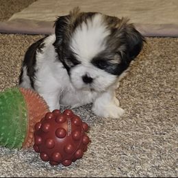 Shih Tzu Puppies from My Precious Paws - Shih Tzu