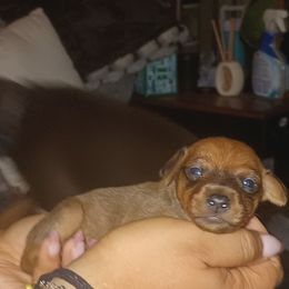 Girl 1 - Fawn (isabella) and tan female Miniature Pinscher puppy in Roseville, Michigan from Nicole Anderson