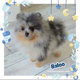 Baloo - AKC - Blue merle male Pomeranian puppy in Eatonville, Washington from Foxy Forest Poms