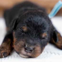 Oakley - Phantom male Bernedoodle puppy in Erda, Utah from Country Lane Doodles