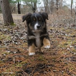 Australian Mountain Doodle, Bernedoodle, Companion Cross, and Shihpoo Puppies from Perfect Companion Puppies