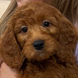 Neve (mint green collar) Reduced - Red female Irish Doodle puppy in Mouth Of Wilson, Virginia from HoneyBunn Doodle Co.