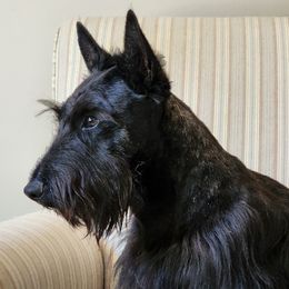 McDuff - Scottish Terrier
