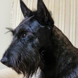 McDuff - Scottish Terrier