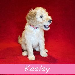 Keeley - Goldendoodle puppy in Boise, Idaho from Doodle Waggle