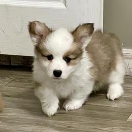Mismark Sable fluffy girl 2 - Sable female Pembroke Welsh Corgi puppy in Rochester, Indiana from Stacy’s Pembroke Welsh Corgis