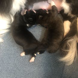 Cardigan Welsh Corgi Puppies from Grandiose Cardigan Welsh Corgis