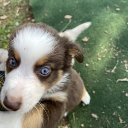 Miniature Australian Shepherd Puppies from Lavish Luxuries Mini and Toy Australian Shepherds