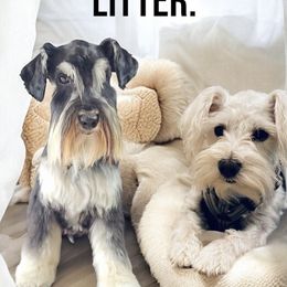 Miniature Schnauzer puppies from Hardcastle Family Mini Schnauzers