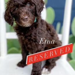 Bernedoodle, Goldendoodle, and Poodle Puppies from Penny and The Pups