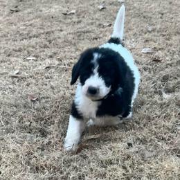 Cupid - Parti male Labradoodle puppy in Monticello, Georgia from Daylin’s Doodles & Labradors