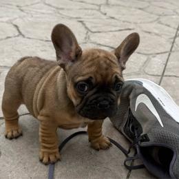 Junior Red Fawn - Fawn male French Bulldog puppy in Billings, Montana from Yellowstone Frenchies