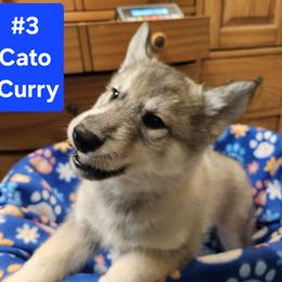 #3 Cato Curry - Agouti and white Siberian Husky puppy in Dane, Wisconsin from Sunny Hurricane Siberians