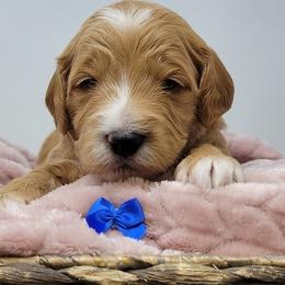 Blue male - Apricot male Goldendoodle puppy in Great Falls, Montana from Montana Goldendoodles