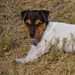 Jack Russell Terrier Puppies from Smokin Pistol Jack Russell Terriers