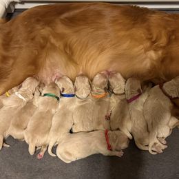 Mr. Blue - Golden male Golden Retriever puppy in Havana, Florida from Golden Gems