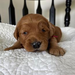 Girl pink collar - Apricot female Goldendoodle puppy in Mattawan, Michigan from Doodifuldoods