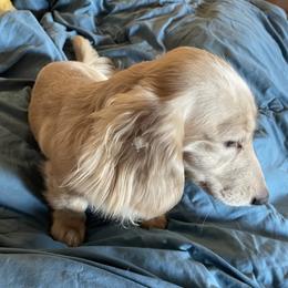 Aspen - Dachshund